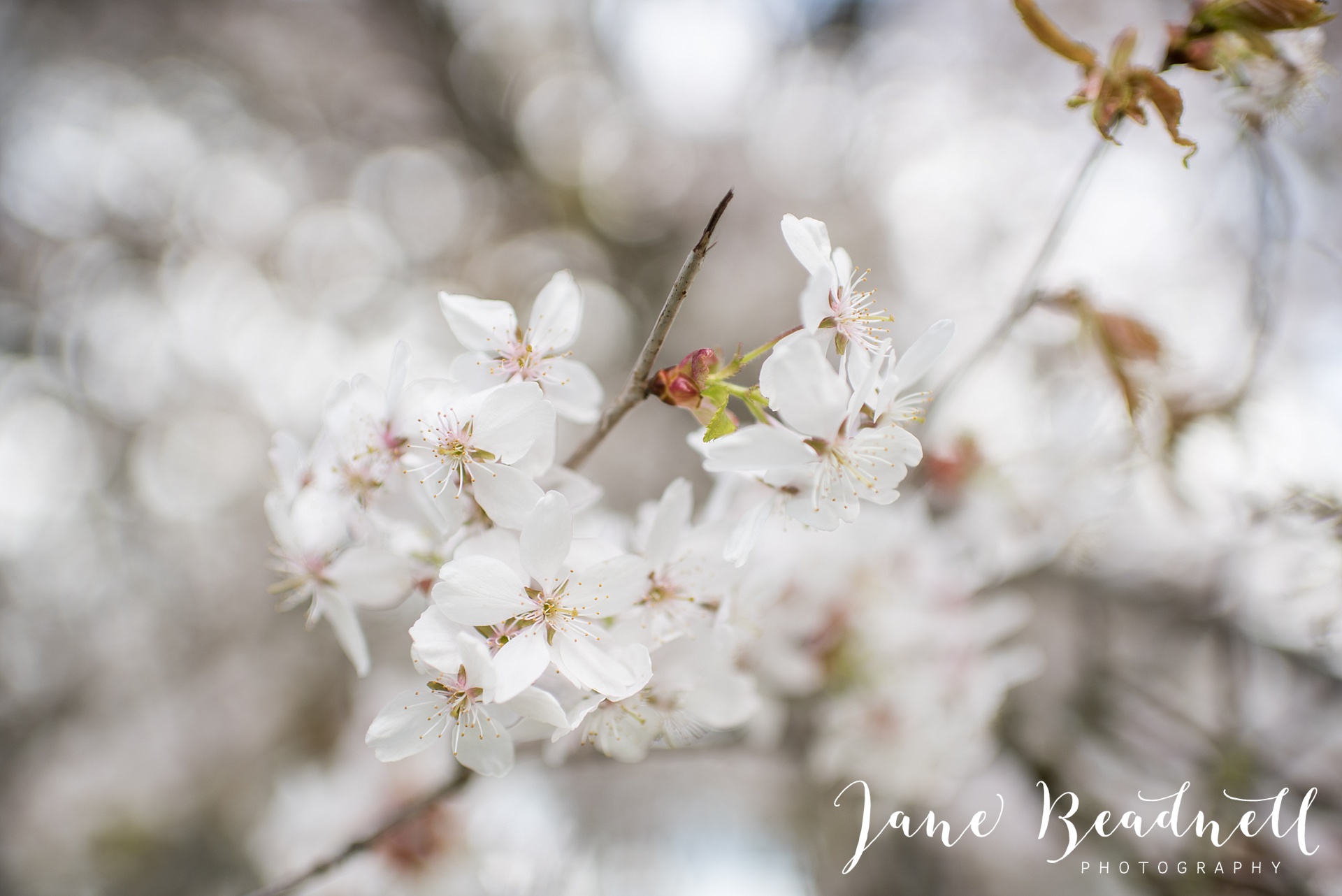 Temple Newsam engagement photography by Jane Beadnell Wedding Photography_0008