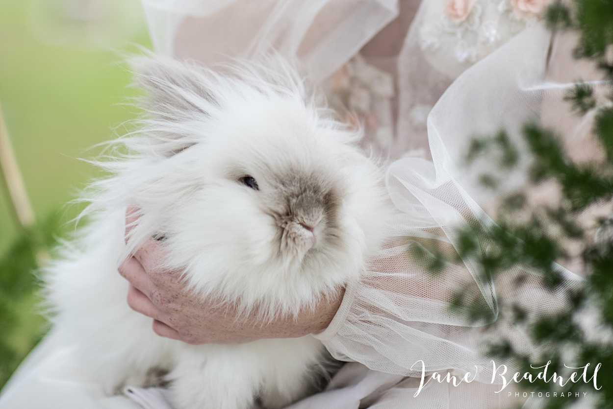 wedding pets