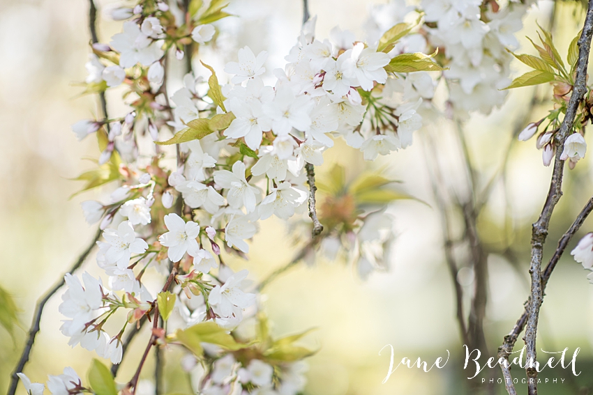 Harrogate Family Photographer