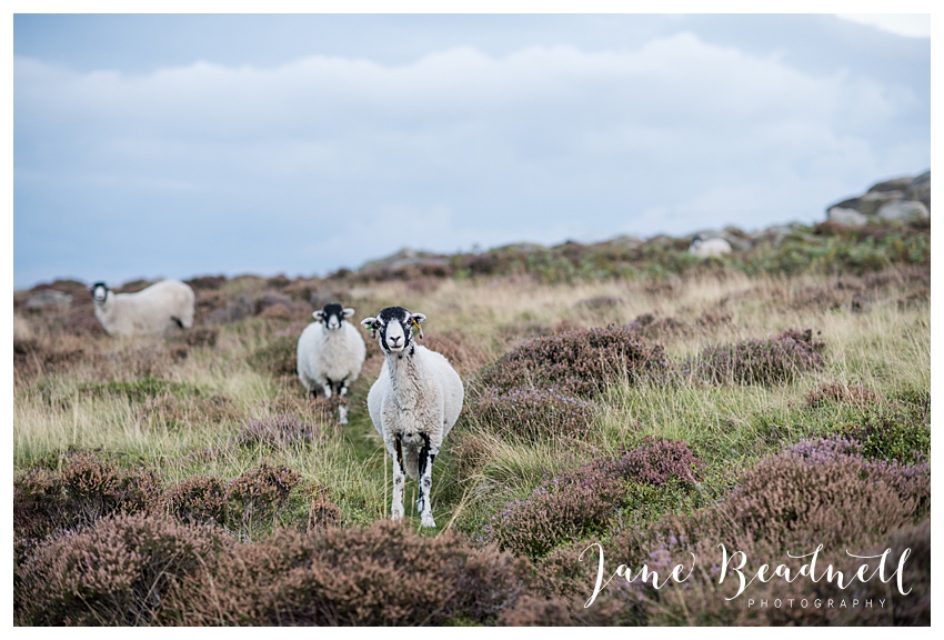 Ilkley Moor engagement photos at sunset by Yorkshire photographer Jane Beadnell